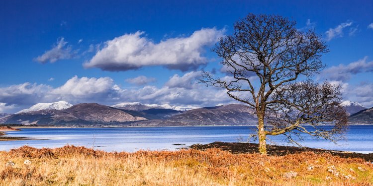 Mountains tree scotland