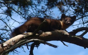 A Pine Marten,  Scottish Highlands,  Scotland