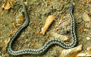 Another inhabitant of crazy Uk surroundings may be the adder,  usually referred to as . Picture by Jozef Sokolowski.