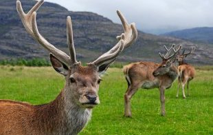 Deer in Torridon,  Scottish Highlands,  Scotland,  UK