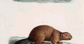 Le Cochon d'inde, le Castor [Guinea pig, Beaver], 1745-1811?