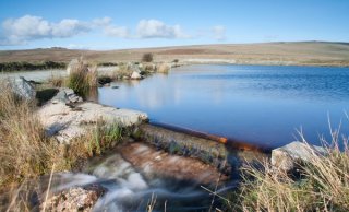 Nature around Dartmoor, Devon