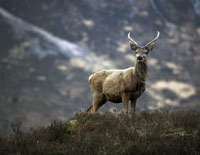 RED DEER STAG IN GLEN COE (GLENCOE), HIGHLAND. PIC: P.TOMKINS/VisitScotland/SCOTTISH VIEWPOINT