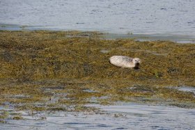 The seals are easily startled by high-pitched noises – the voices of young children specifically can spook all of them – so a hush descended among all those onboard once we viewed the seal and seal seemed straight back.